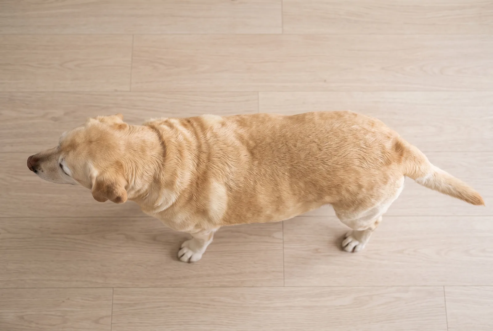 Top-down view of a slightly overweight Labrador standing on a neutral wooden floor