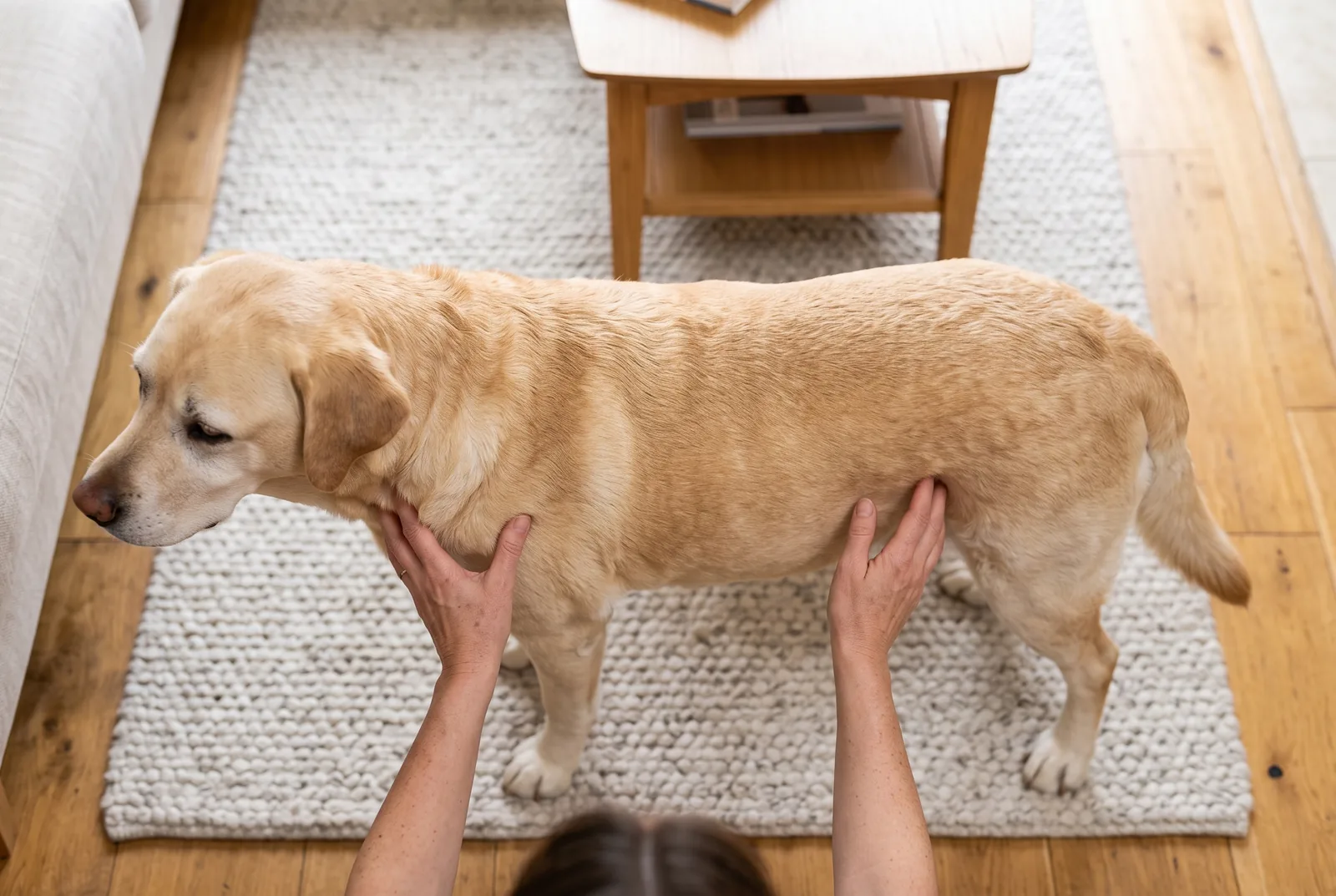 A calm dog seen from above while the owner gently assesses waist definition