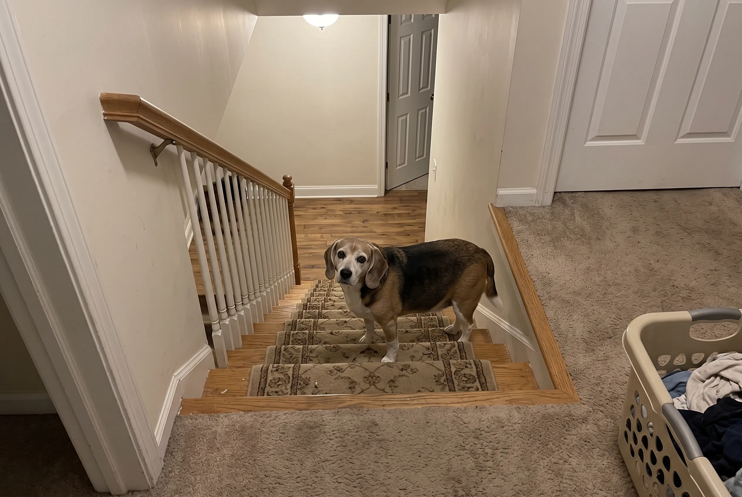 A grey-muzzled senior Beagle standing at the bottom of a carpeted staircase, looking up