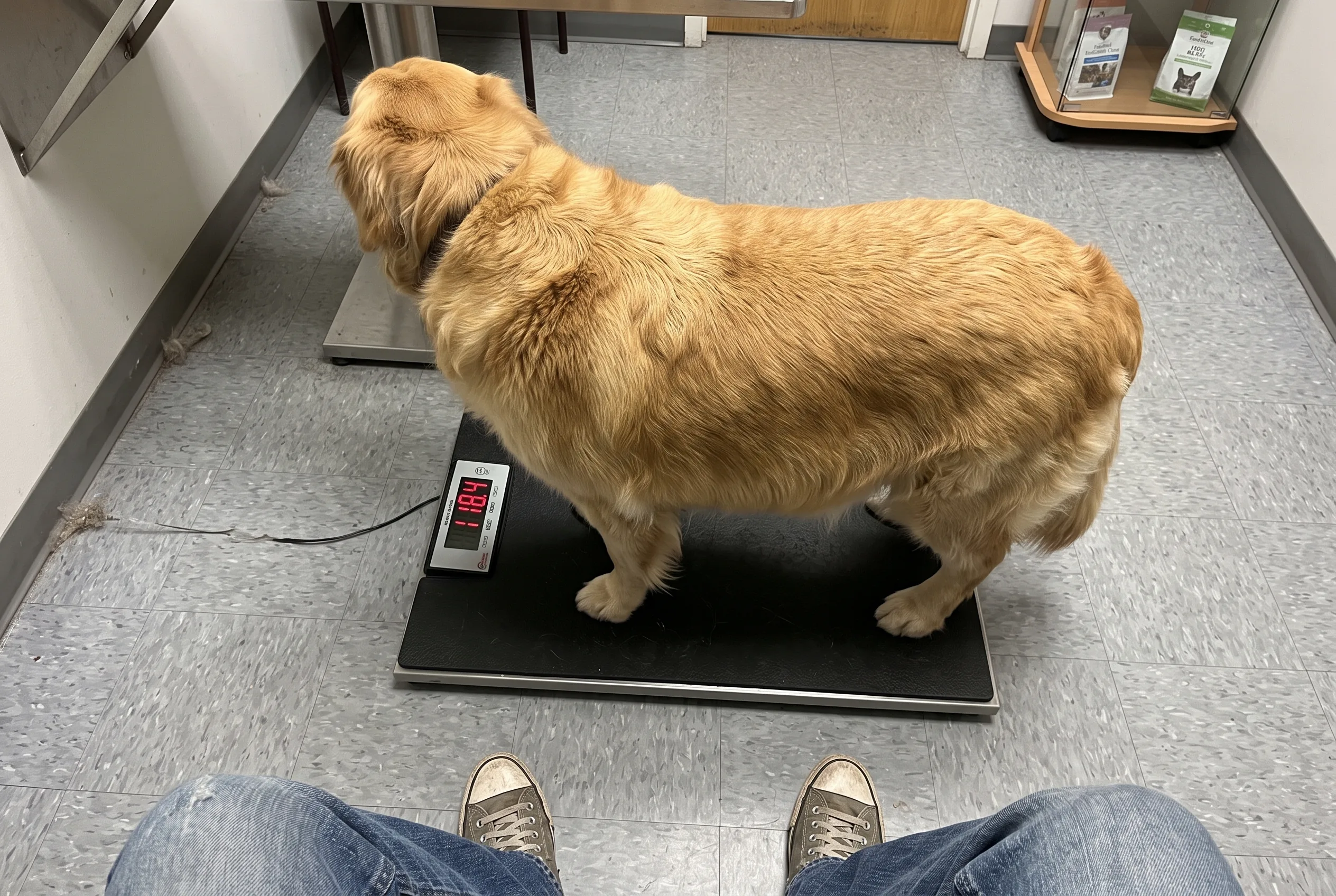A heavy Golden Retriever standing on a veterinary floor scale, seen from the owner's height