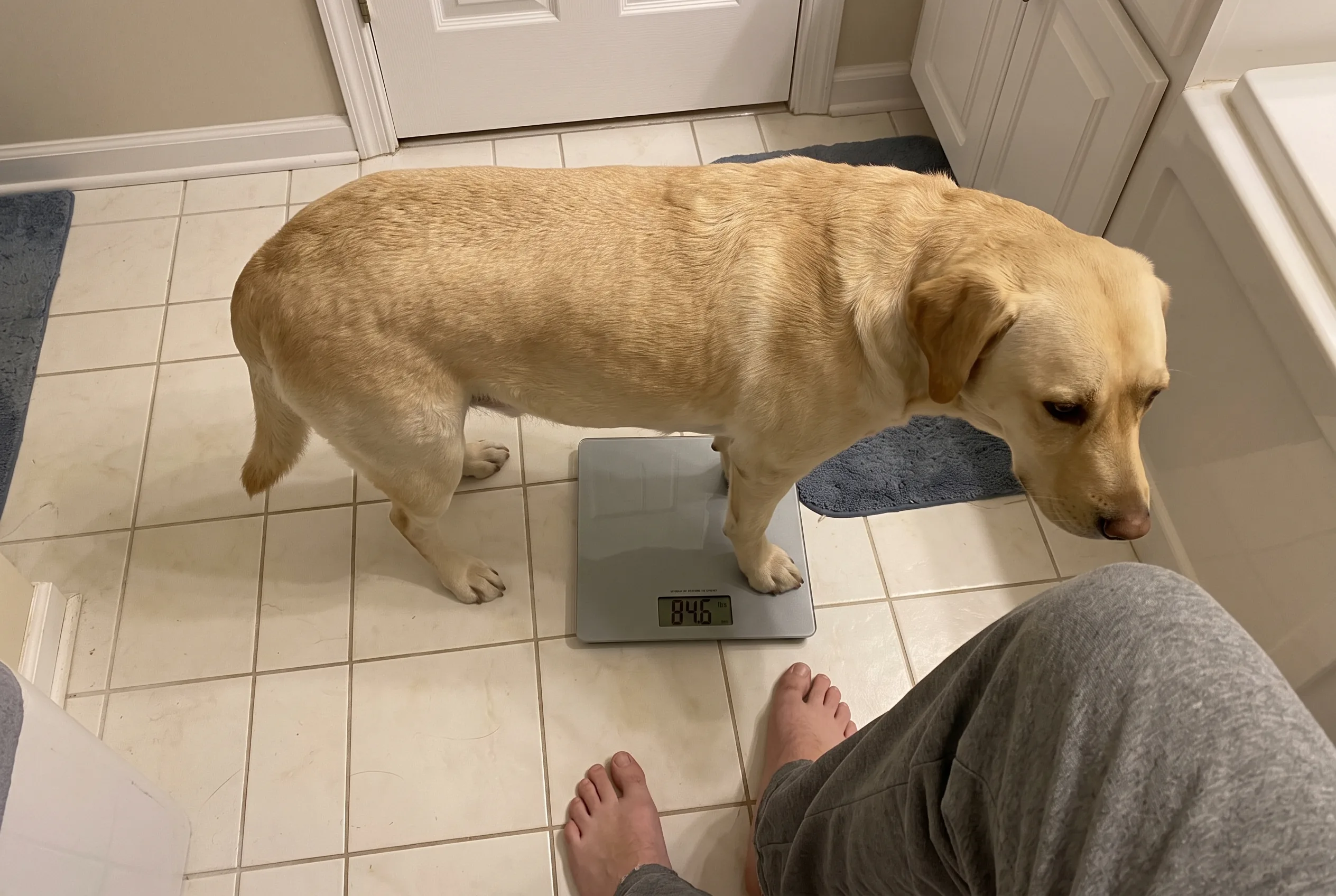 A yellow Labrador standing on a bathroom scale, the owner's bare feet at the edge of the frame