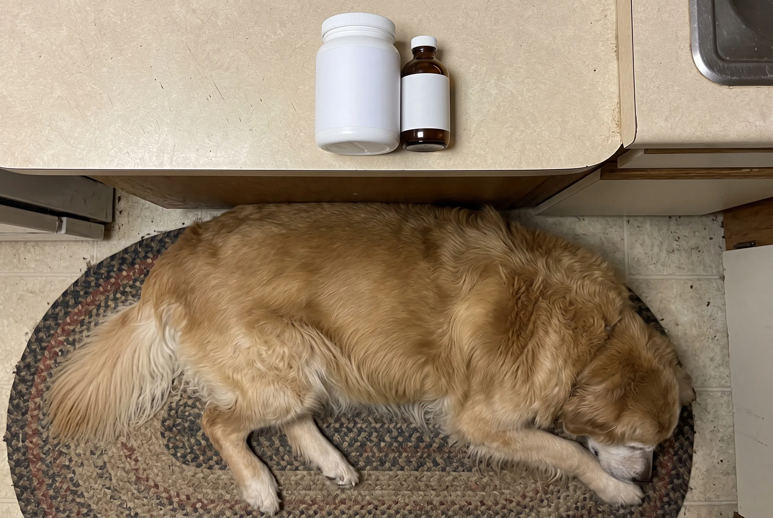 A supplement jar and fish-oil bottle on a counter above a heavy Golden Retriever lying on a rug, seen from above