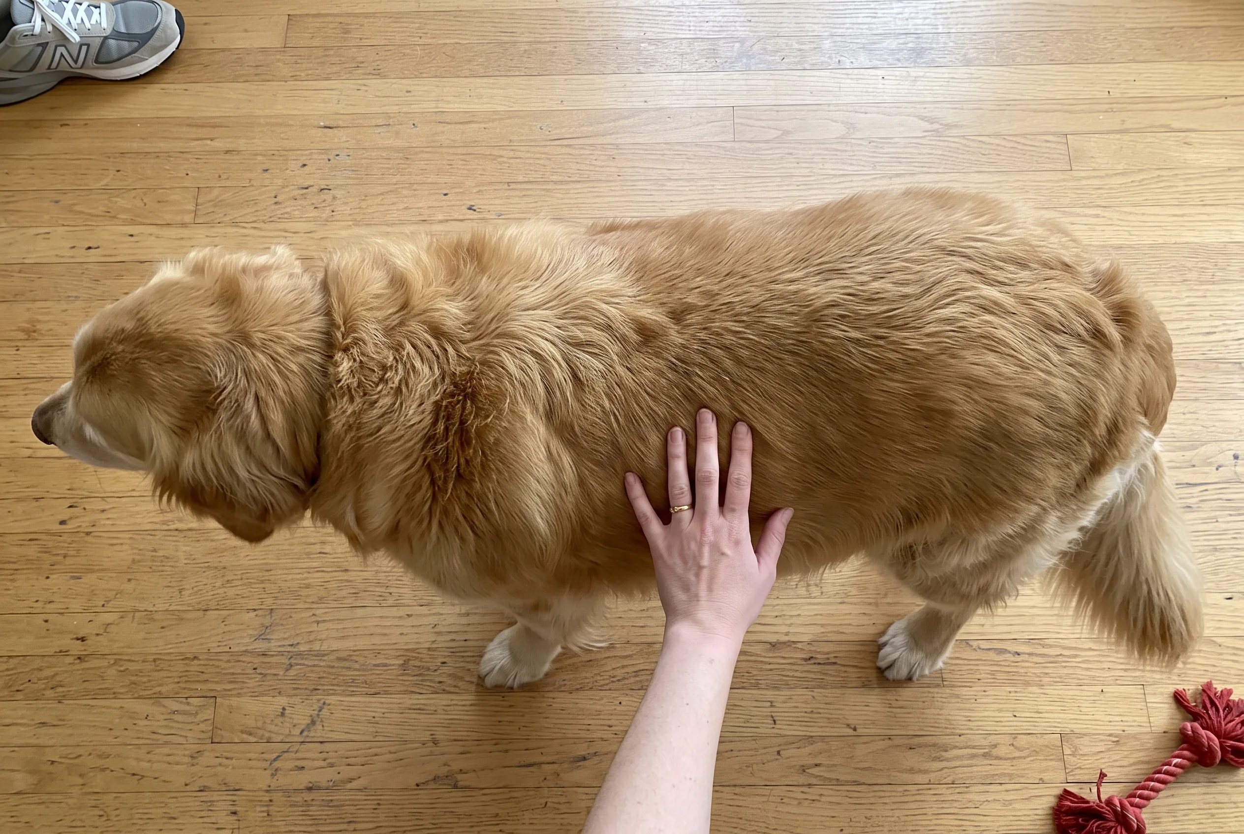 A heavy senior Golden Retriever standing on a wooden floor, seen from directly above, with a hand resting on its ribs